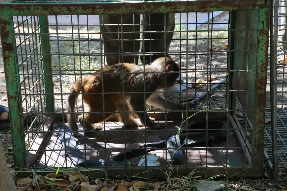 hatayda maymun kotu muameleye ugradi dwXcwJmB