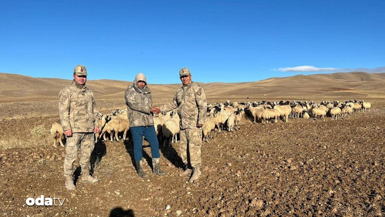 kayip 300 koyunu iha buldu IP6jxpSE