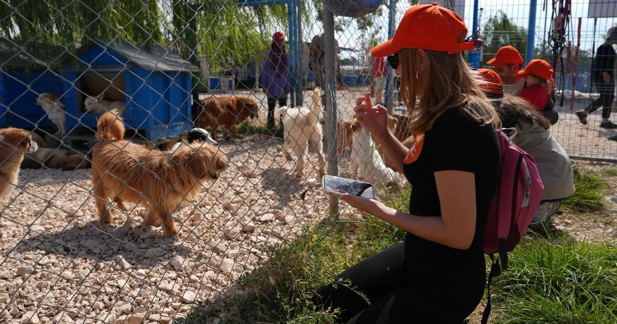 borusanli gonullulerden pati elcileri projesiyle sahipsiz hayvanlara destek kKJvuA9G