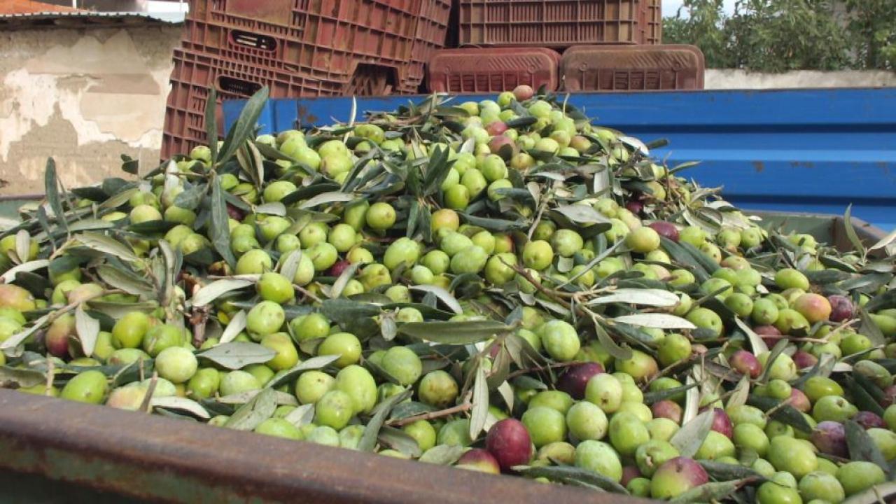 yesil zeytin hasadi basladi kilosu 80 lira aK1BRzzi.jpg