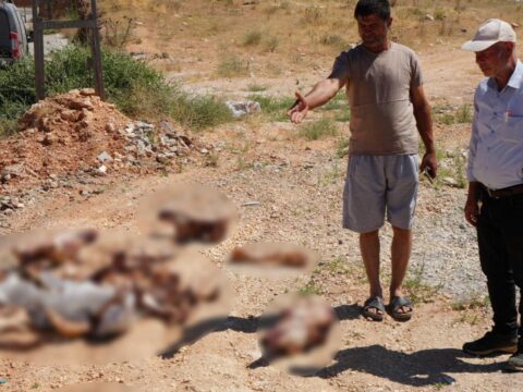 Gaziantepte yol kenarina birakilan at kafatasi ve kemikleri hayrete dusurdu q1mfqj4x