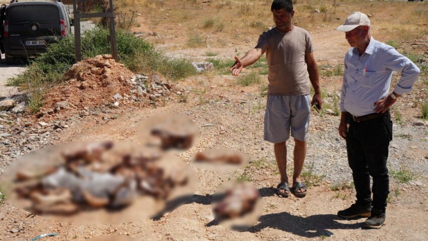 Gaziantepte yol kenarina birakilan at kafatasi ve kemikleri hayrete dusurdu q1mfqj4x